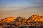 Joshua Trees with granite boulders in Joshua Tree National Park, California, USA Art Print